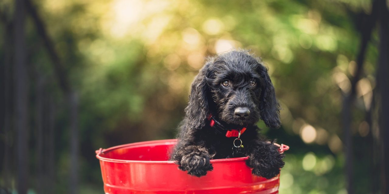 Happiness is… a full bucket (and a company dog)